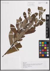 Foto von Salix cinerea L.